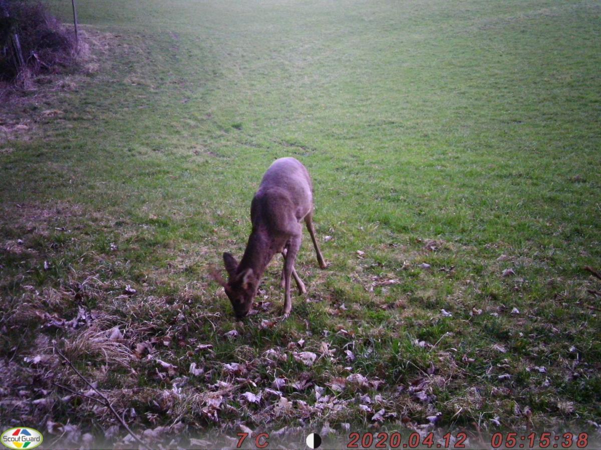 Forellenwirt Bacher Kirchberg  Kültér fotó
